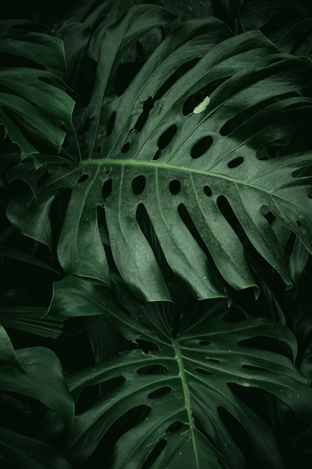 a large green leaf with holes in it