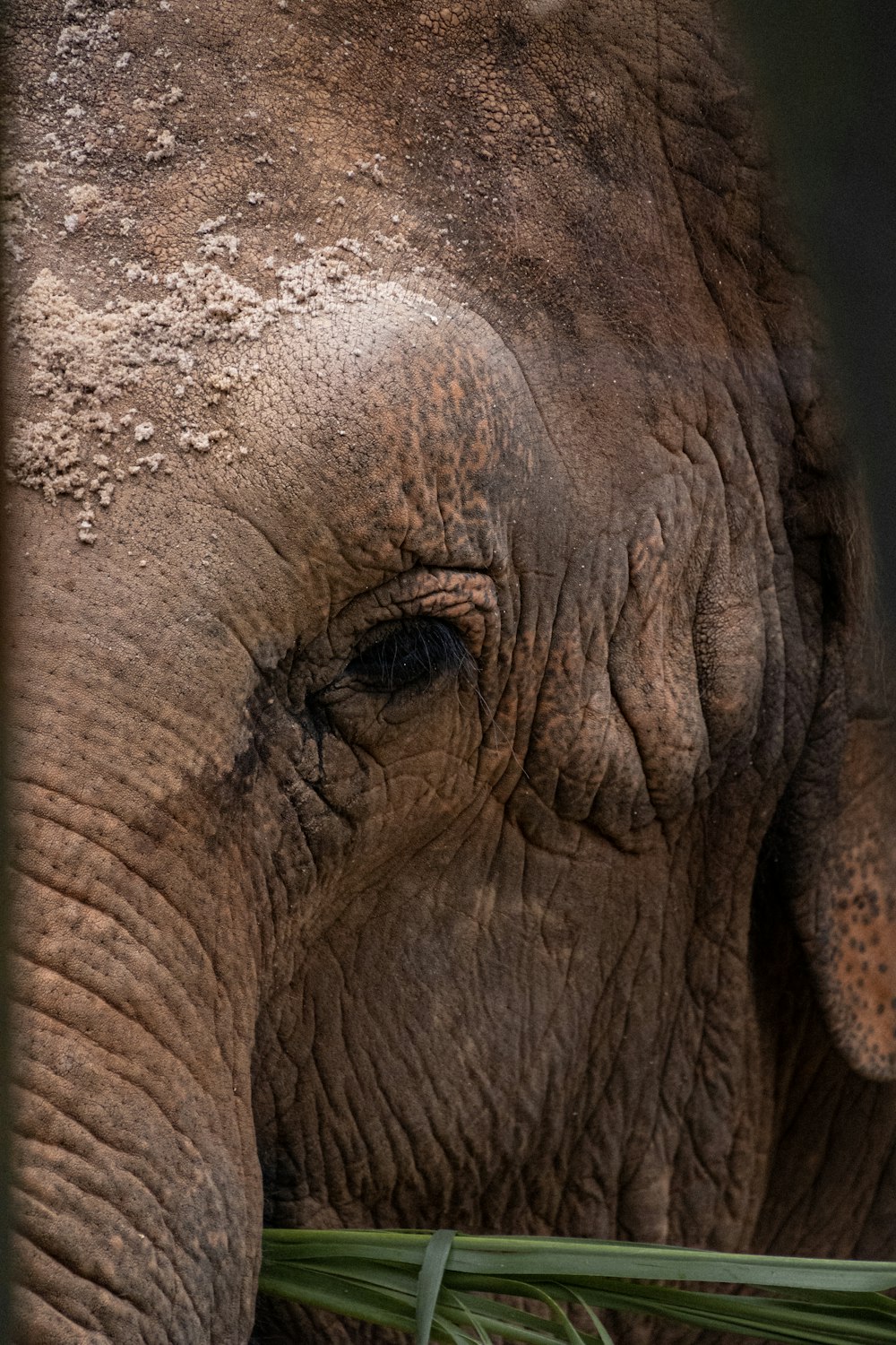 a close up of an elephant eating grass