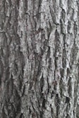 Close-up of Terminalia Arjuna bark showing its textured surface.