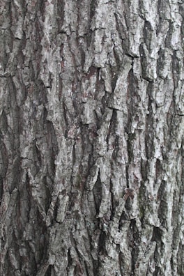 Close-up of Terminalia Arjuna bark showing its textured surface.