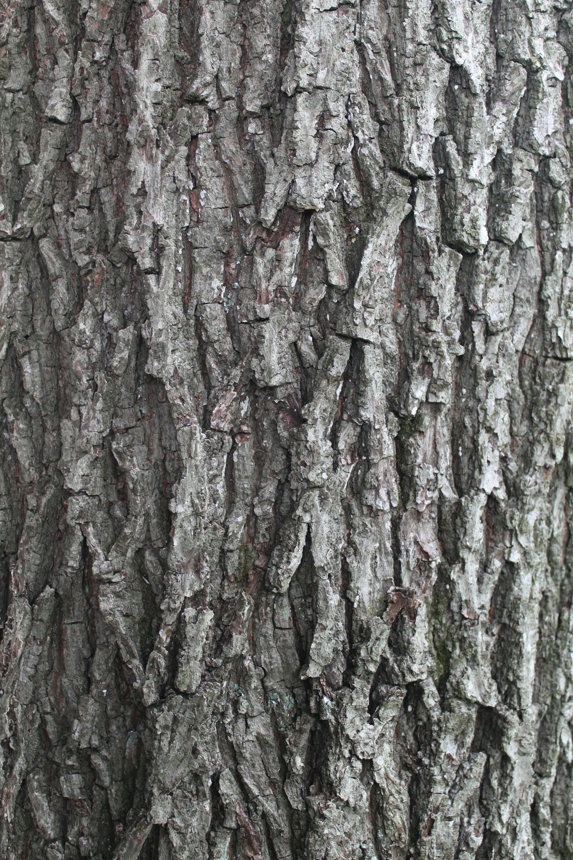 a close up of the bark of a tree