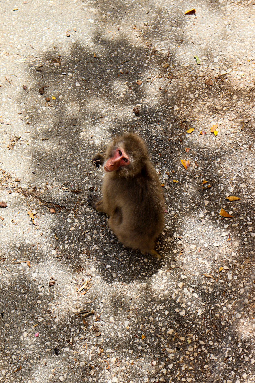 a baby monkey sitting on the ground looking up