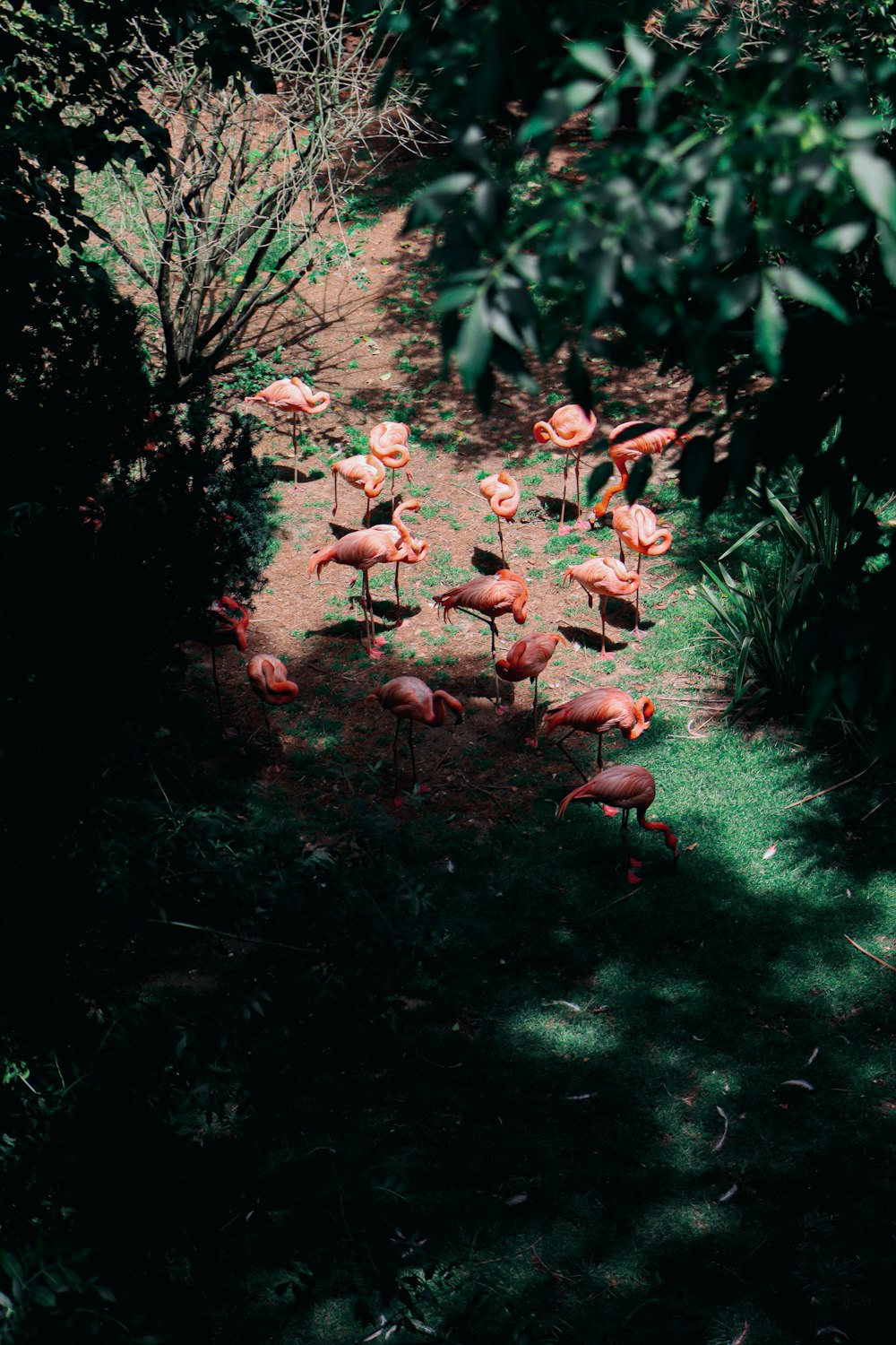 a group of pink flamingos standing in the grass