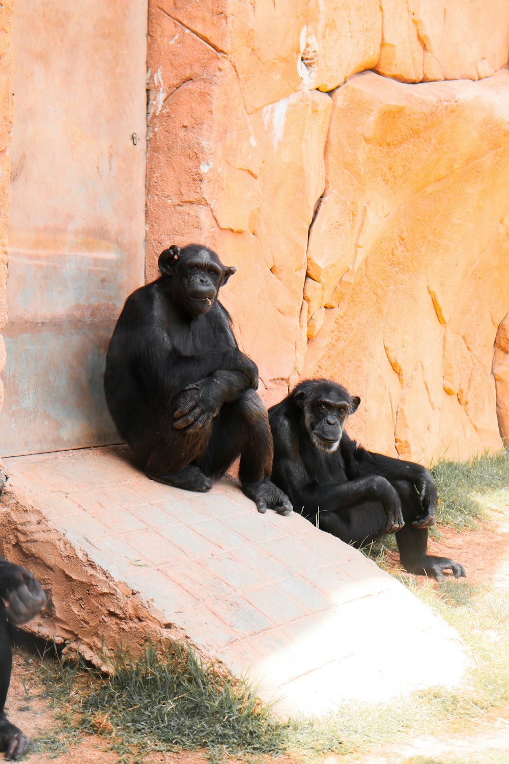 a group of monkeys sitting next to each other