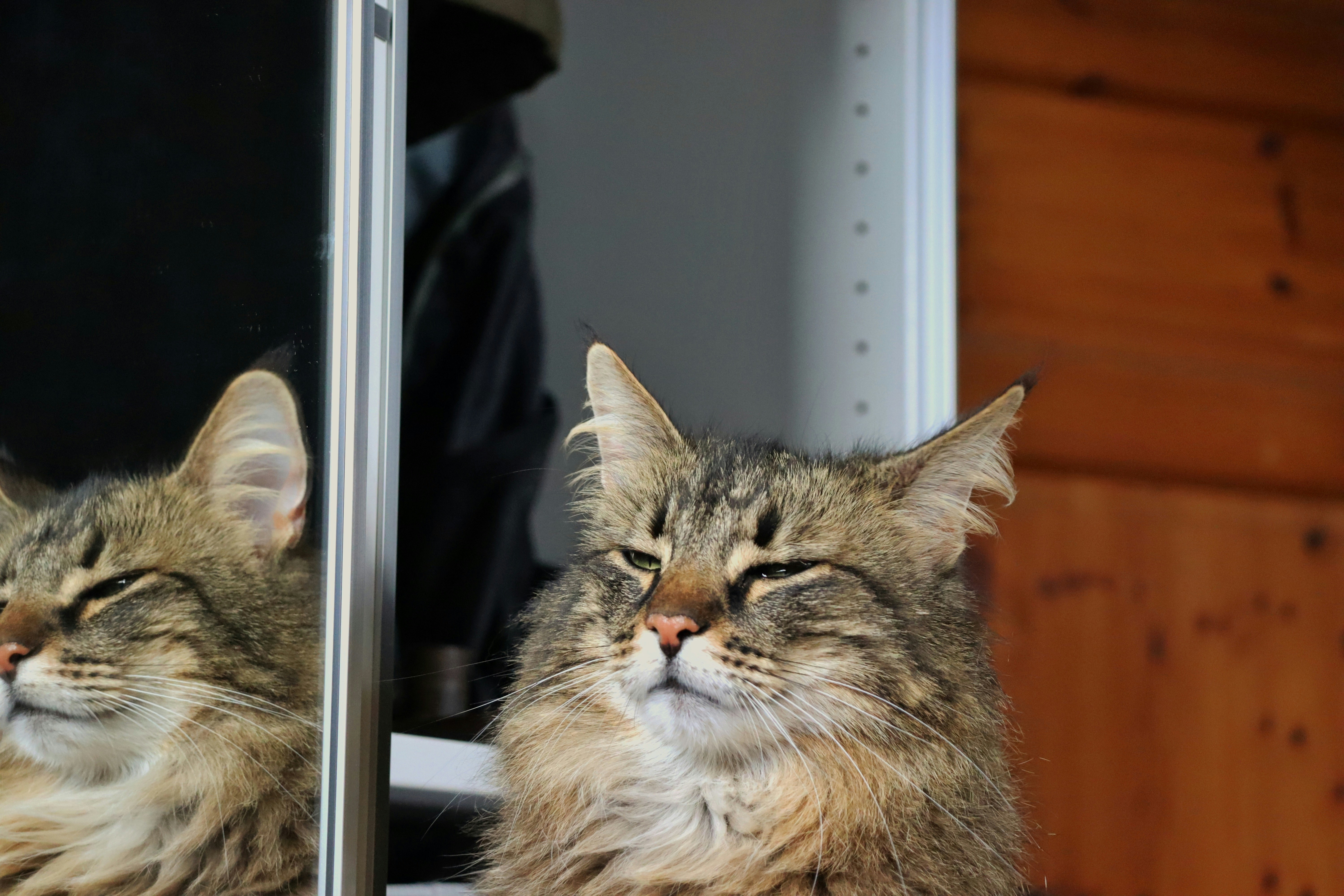 Welches Haustier passt zu meinem Leben? Tierwahl?