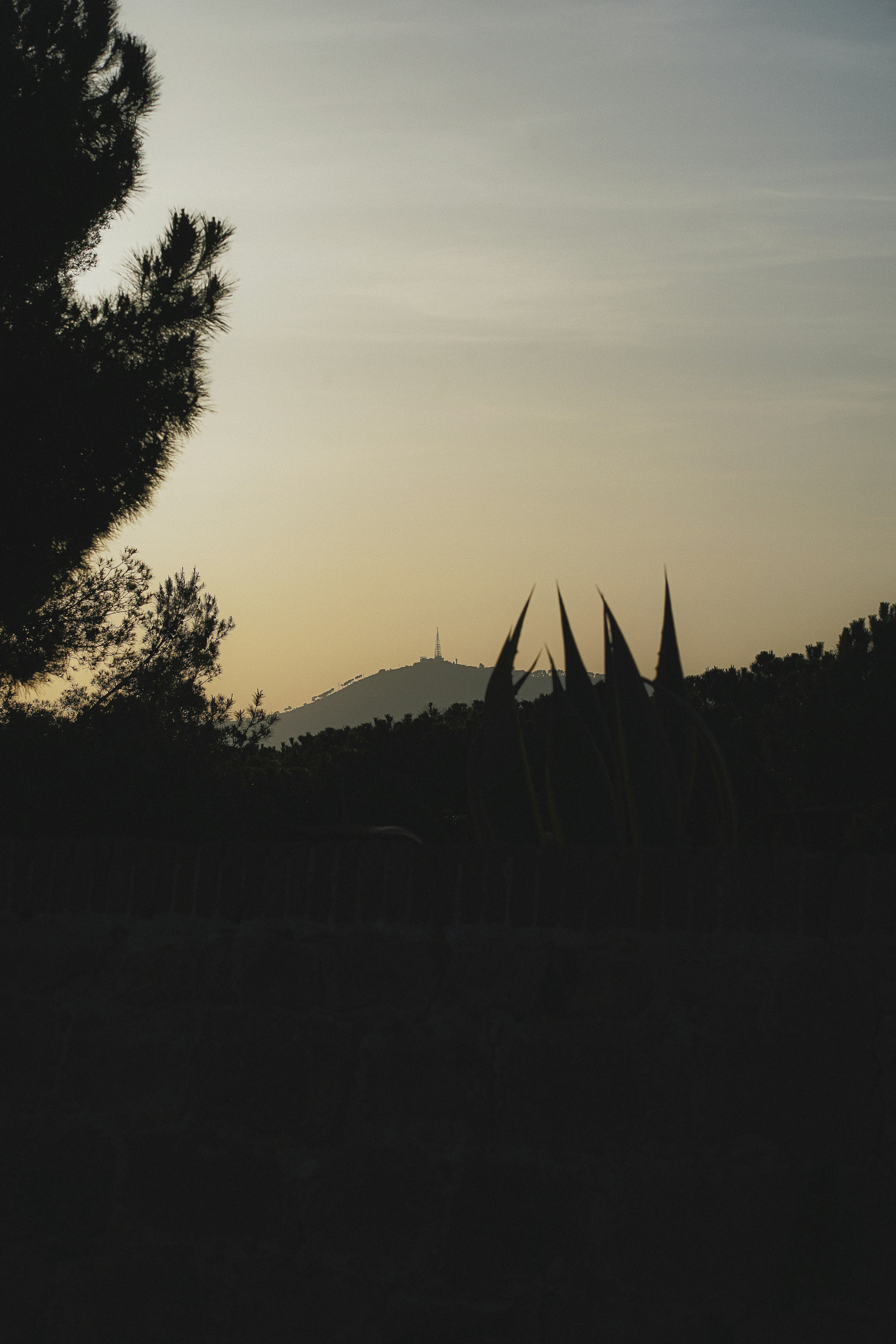 a silhouette of a tree and mountains in the distance