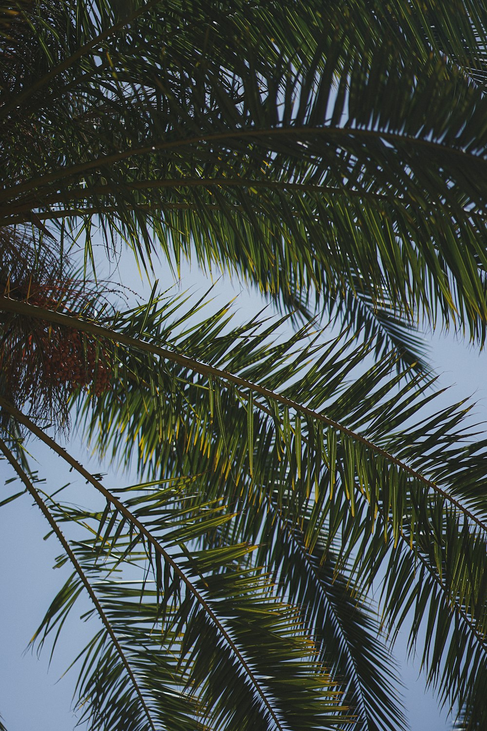 um close up de uma palmeira com um céu azul no fundo