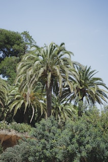A vibrant display of various palm trees in a nursery.