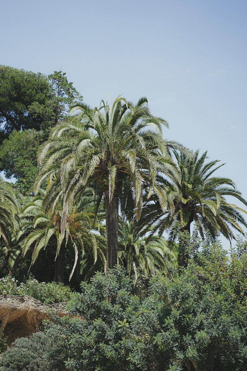 a group of palm trees next to a body of water