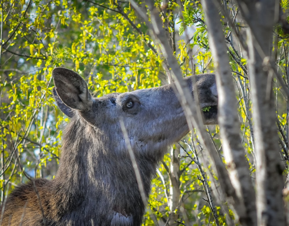 a close up of a deer in a forest