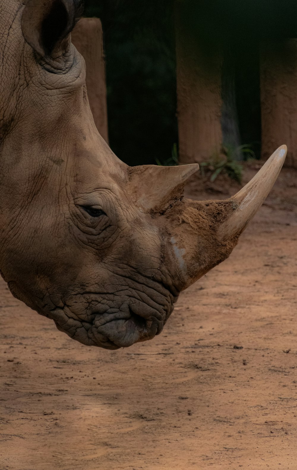 a close up of a rhino's head with a fence in the background