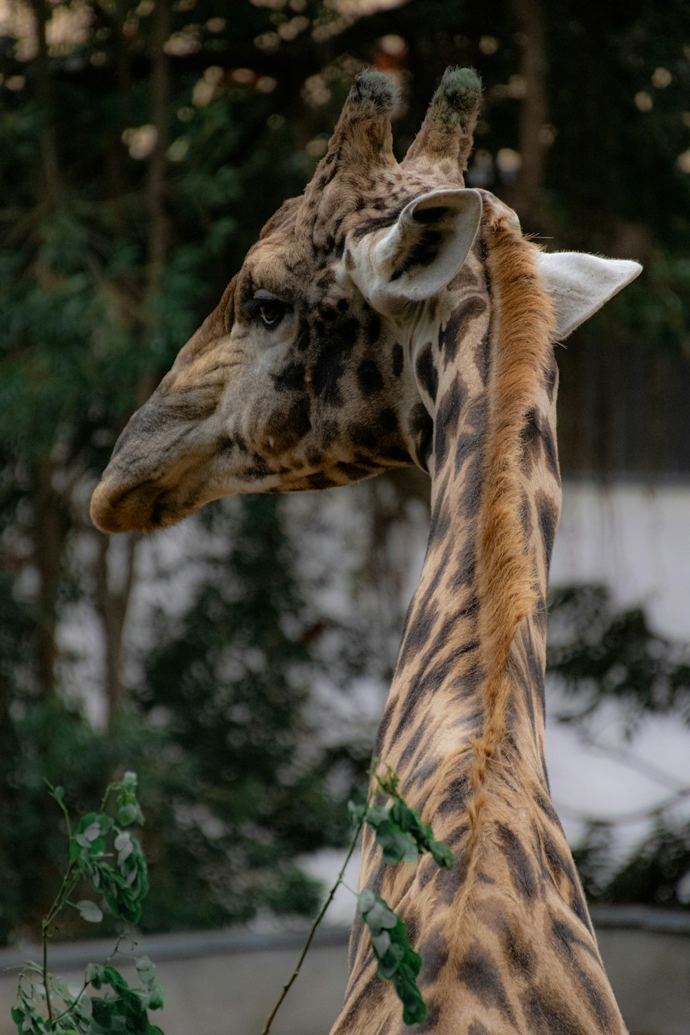 a close up of a giraffe with trees in the background