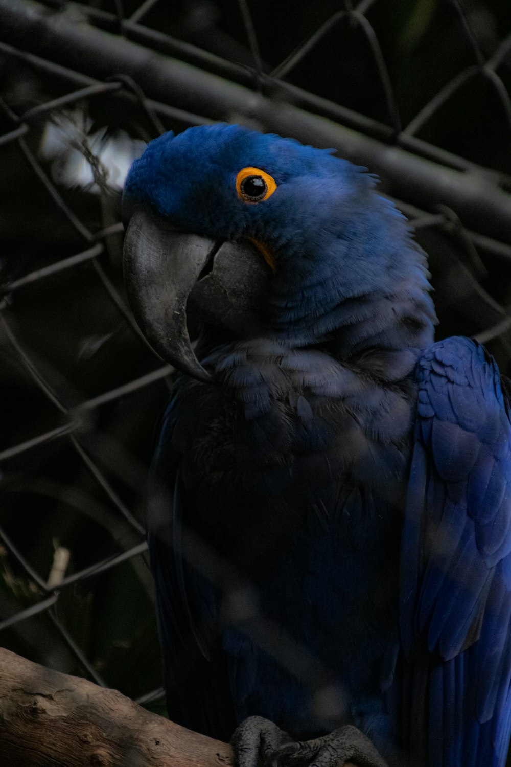 a blue parrot sitting on top of a tree branch
