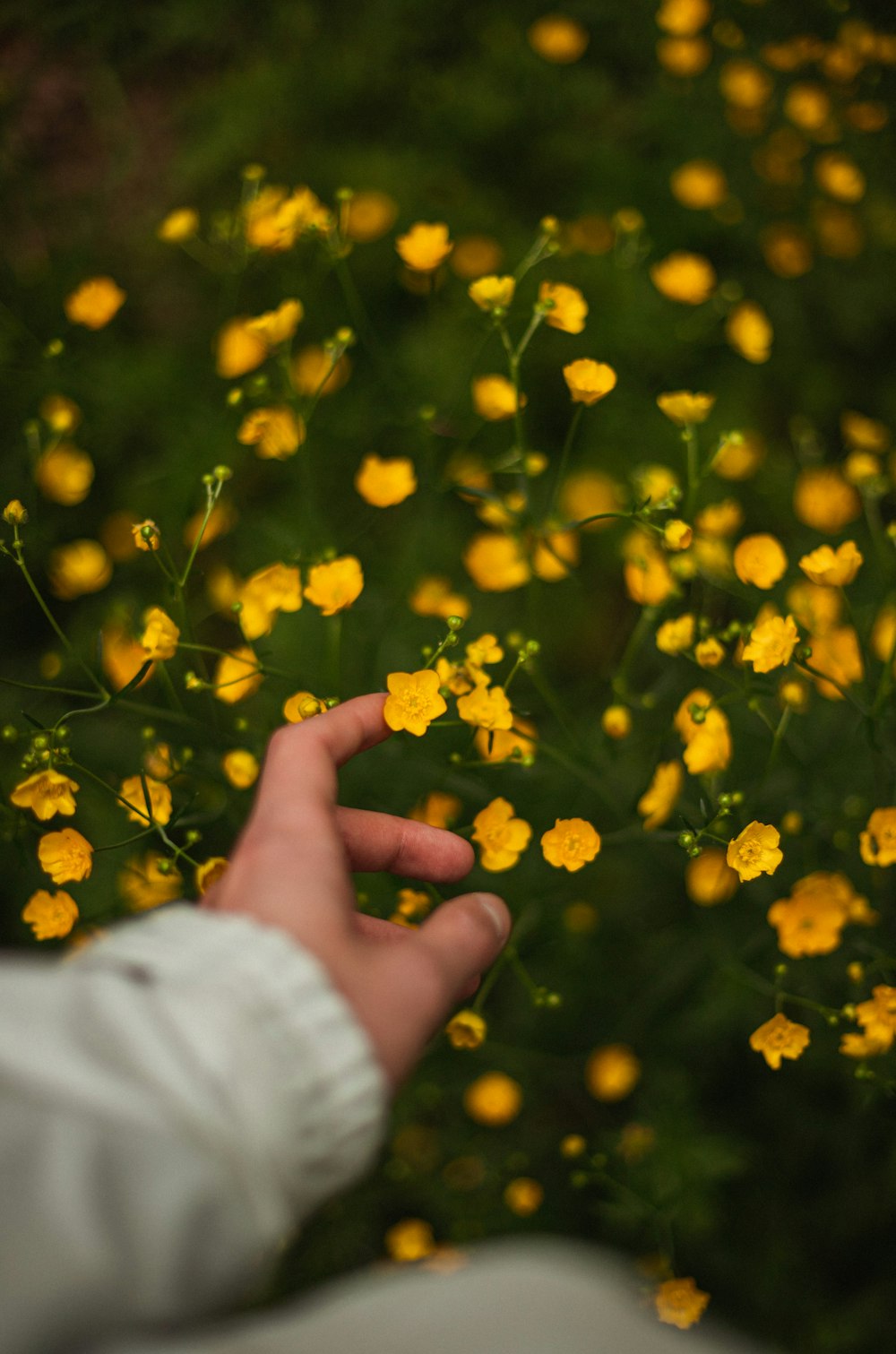 a hand reaching out towards a field of yellow flowers