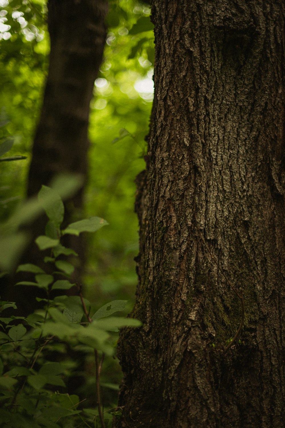 a brown bear standing next to a tree in a forest