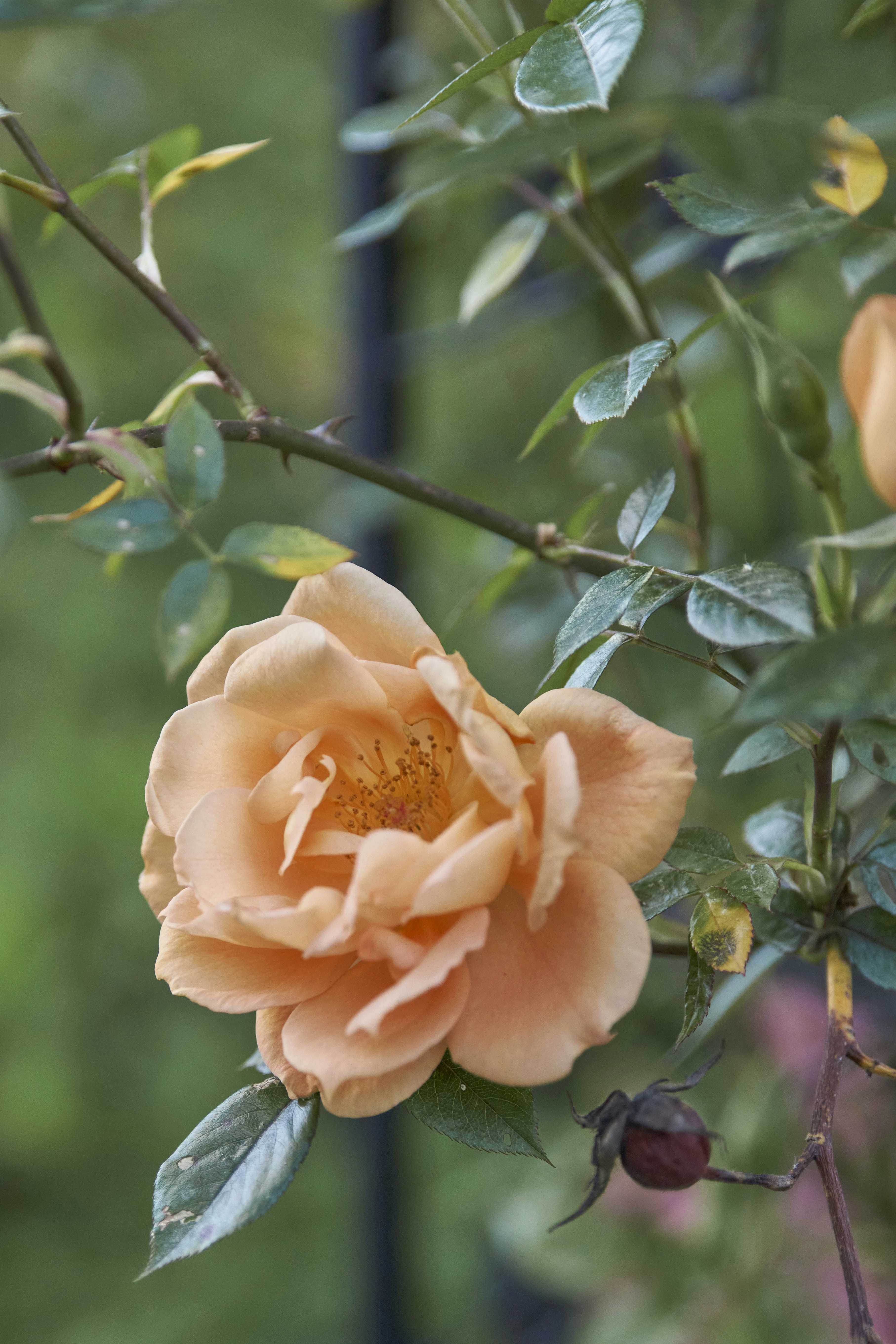 A peach colored rose is blooming in a garden photo – Free Plant Image ...
