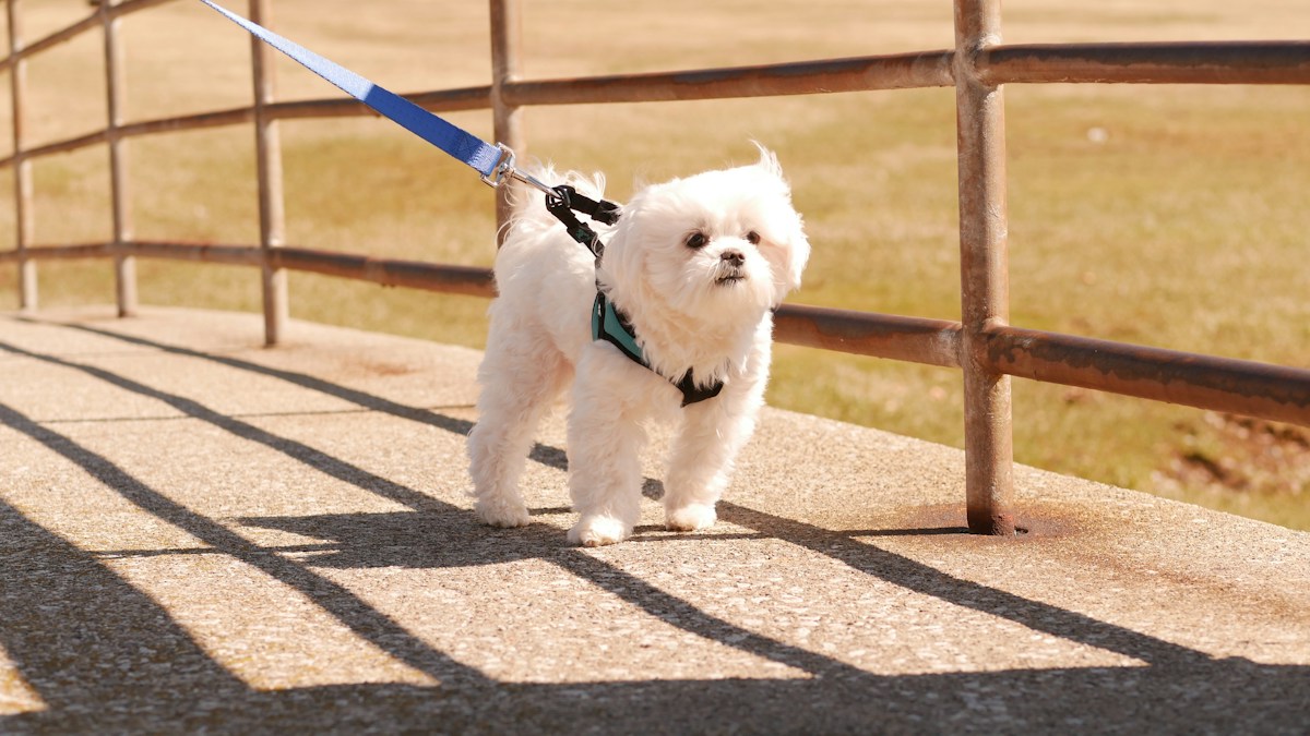 Cão branco de pelo longo passeando na guia com peitoral verde sobre uma calçada