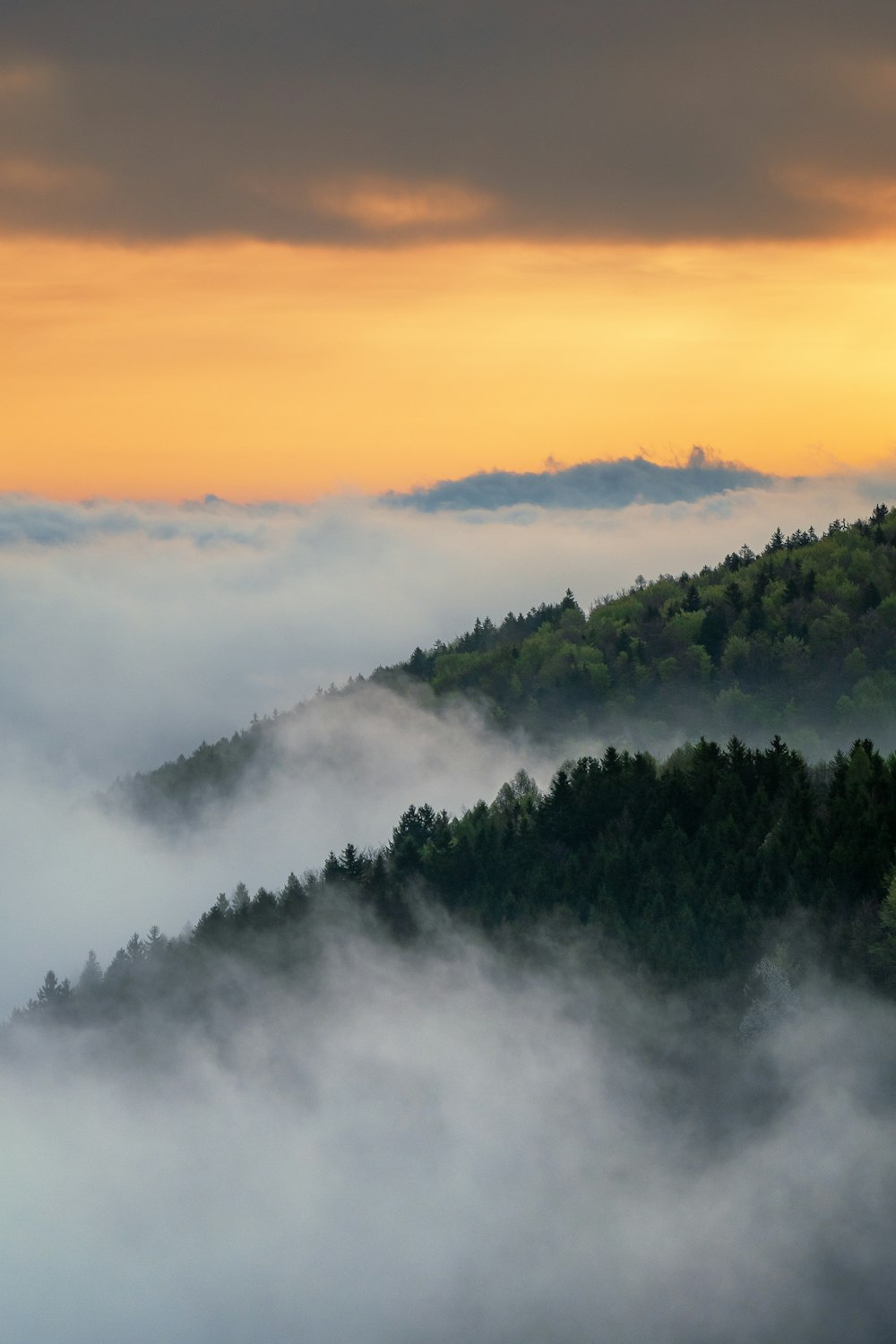 a mountain covered in fog with trees in the foreground