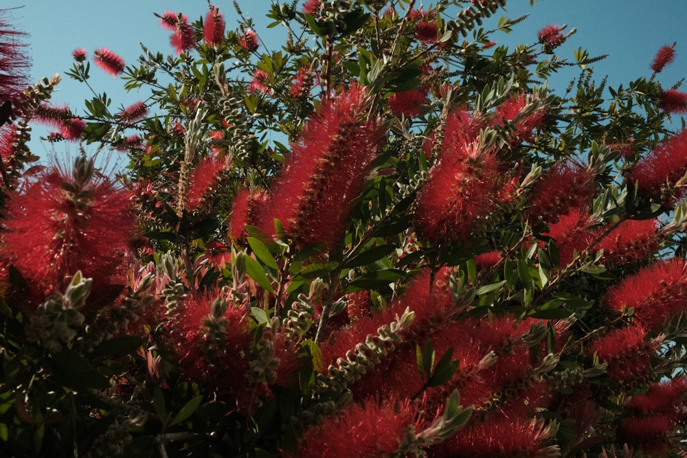 a bush with red flowers and green leaves