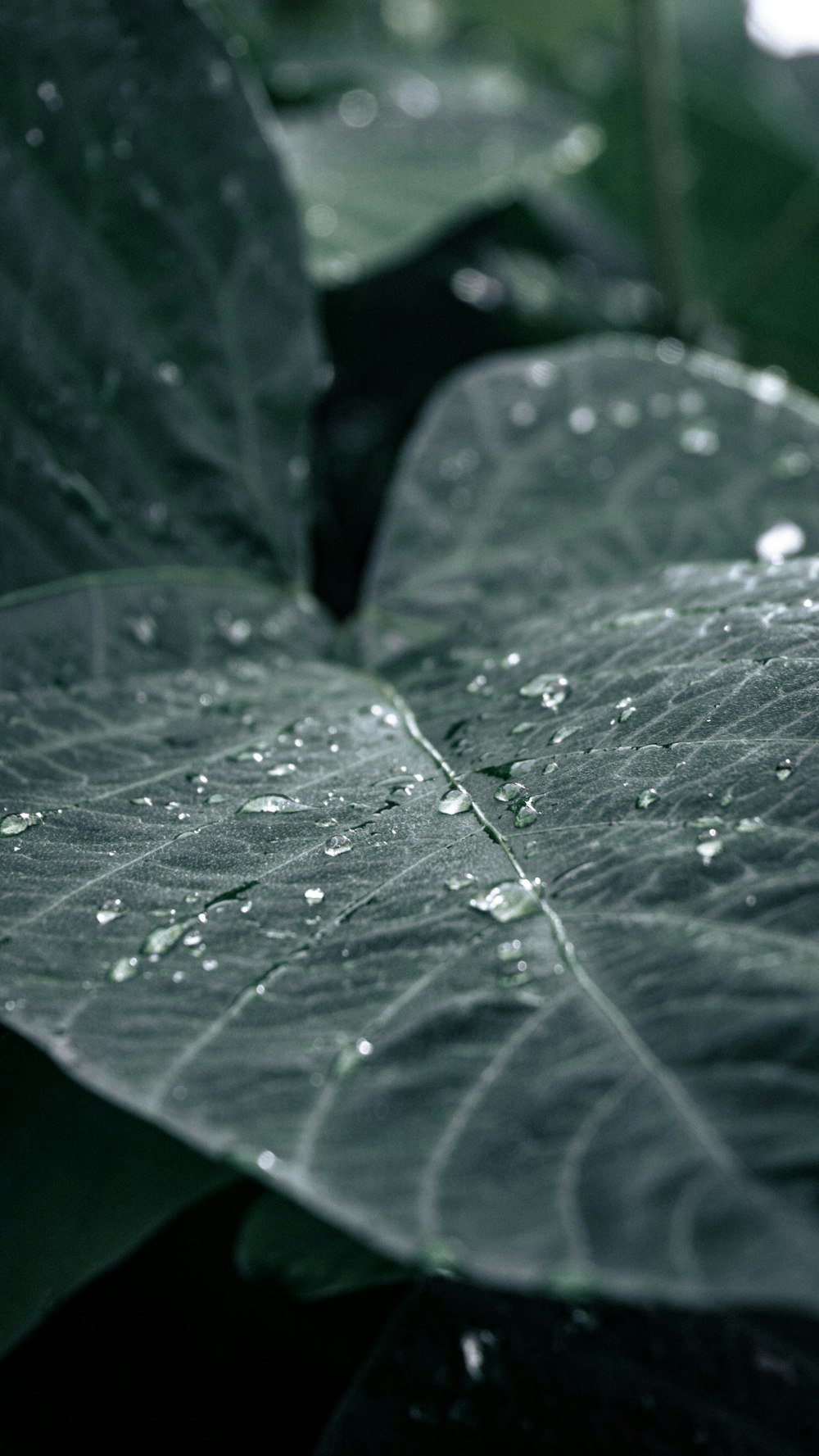 a green leaf with drops of water on it