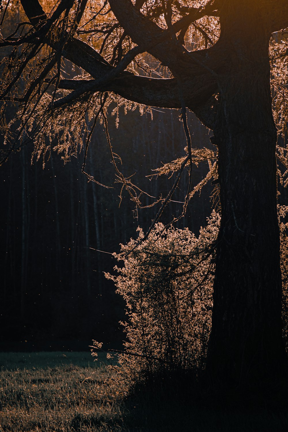 Le soleil brille à travers les branches d’un arbre