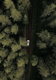 a car is parked in the middle of a forest