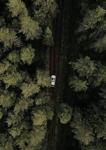 a car is parked in the middle of a forest