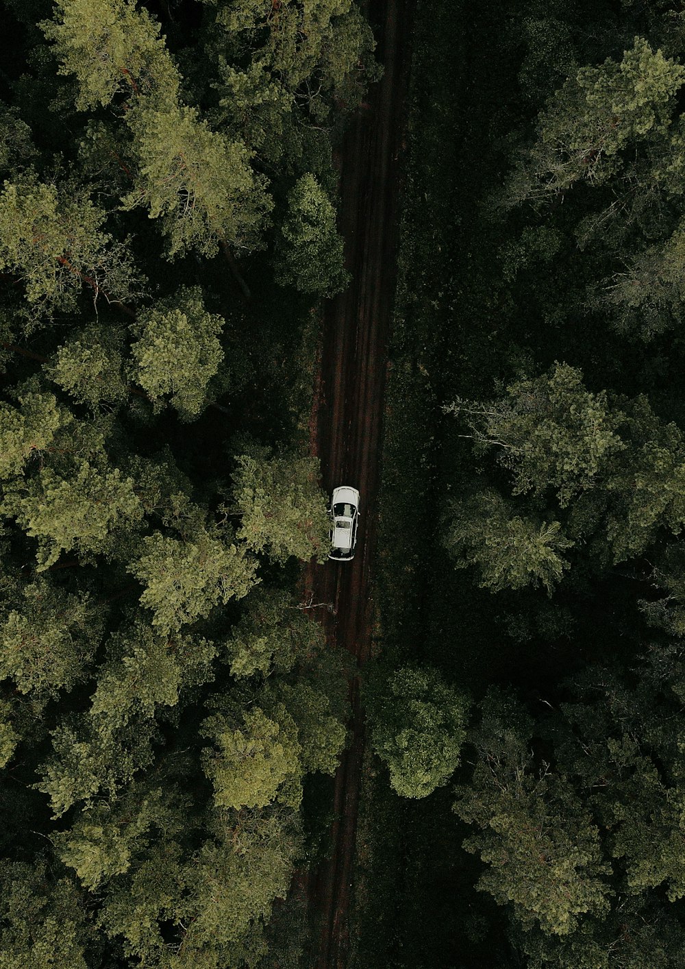 a car is parked in the middle of a forest