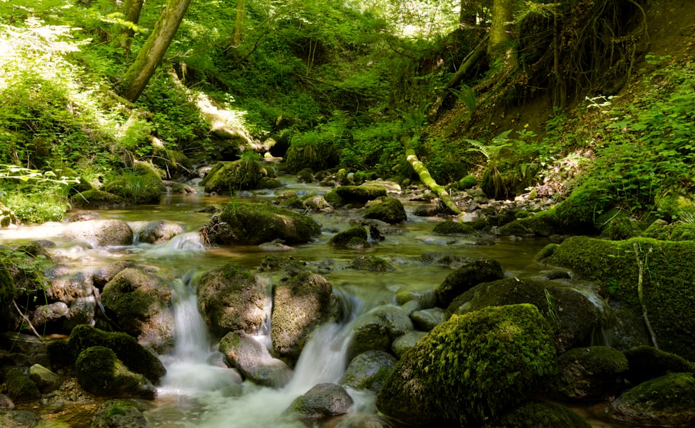 a stream running through a lush green forest