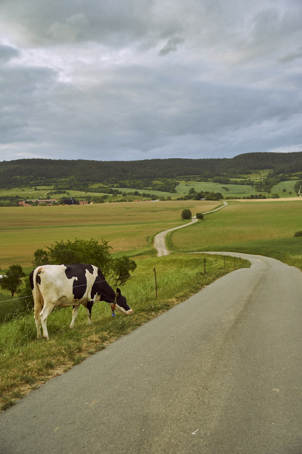 a black and white cow grazing on the side of a road