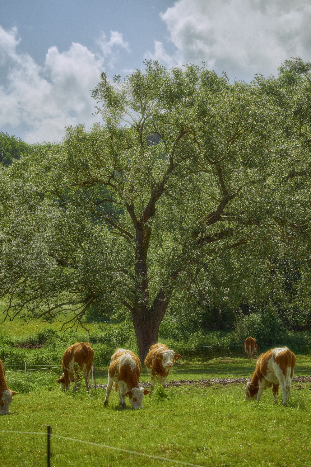 a herd of cattle grazing on a lush green field