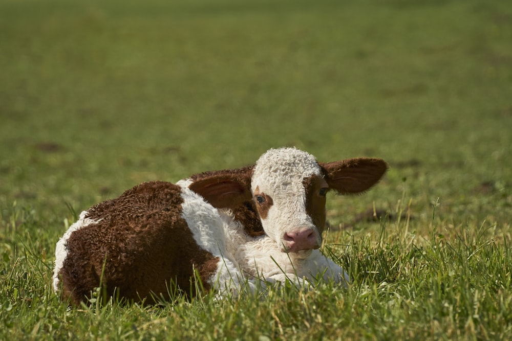 a brown and white cow laying in the grass