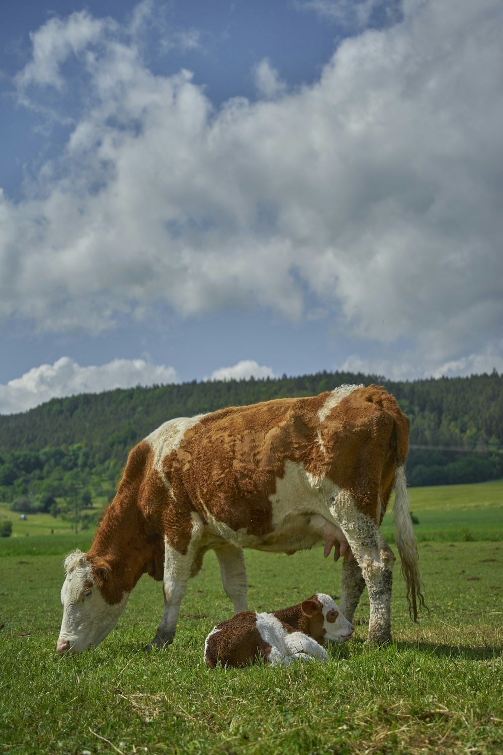 a brown and white cow standing on top of a lush green field