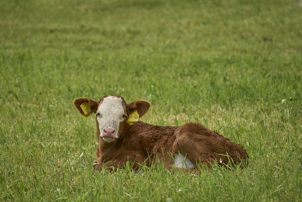 a brown and white cow laying on top of a lush green field