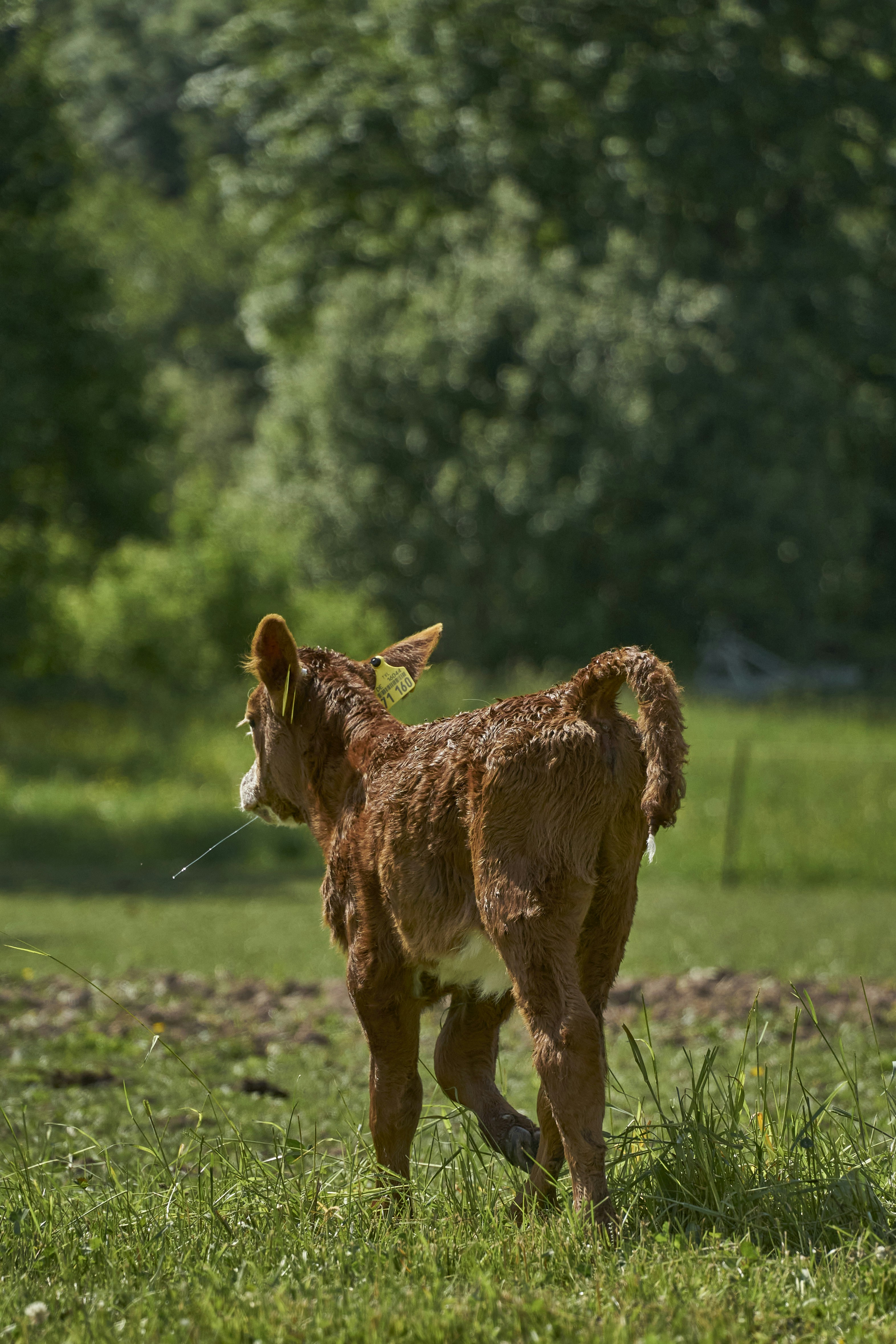 A brown dog standing on top of a lush green field photo – Free Uhlstädt ...