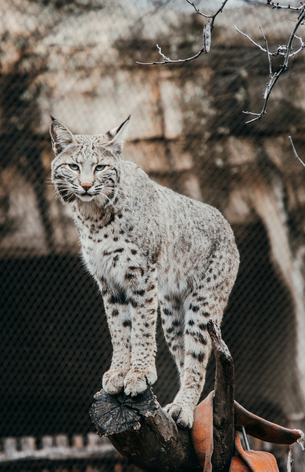 a snow leopard standing on top of a tree branch