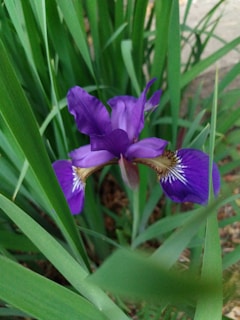 A vibrant purple iris flower is blooming among green leaves. The petals are delicately curved with intricate patterns in white and yellow at the center. The setting appears to be a garden or natural environment.
