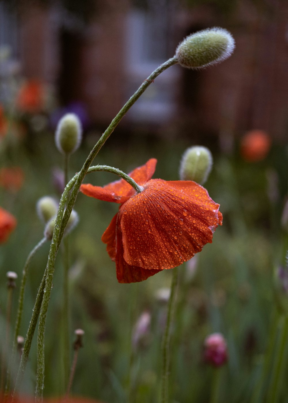 a close up of a red flower in a field