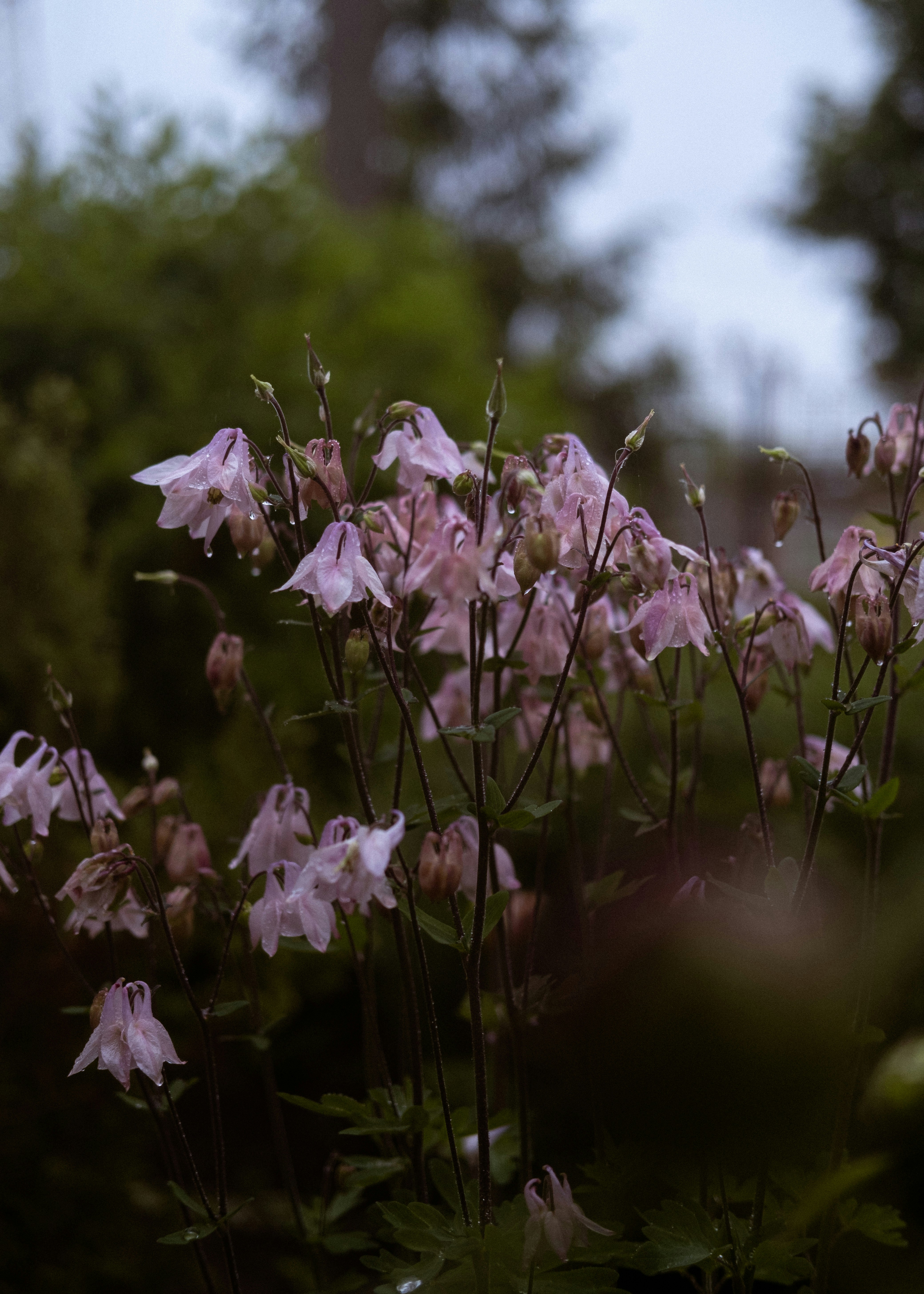 Photo by farrinni