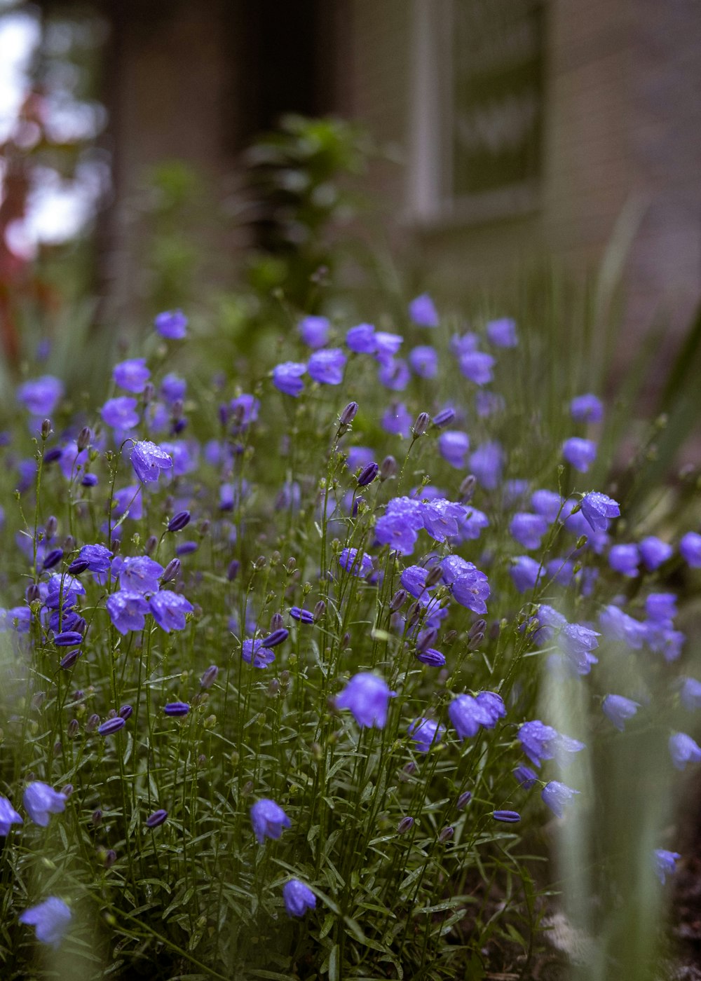 a bunch of flowers that are in the grass