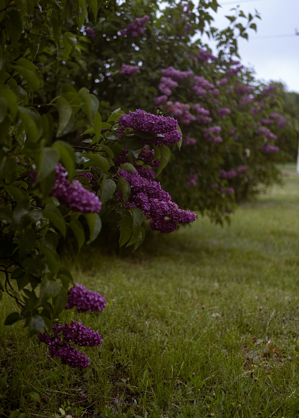 a large purple flower is in a garden