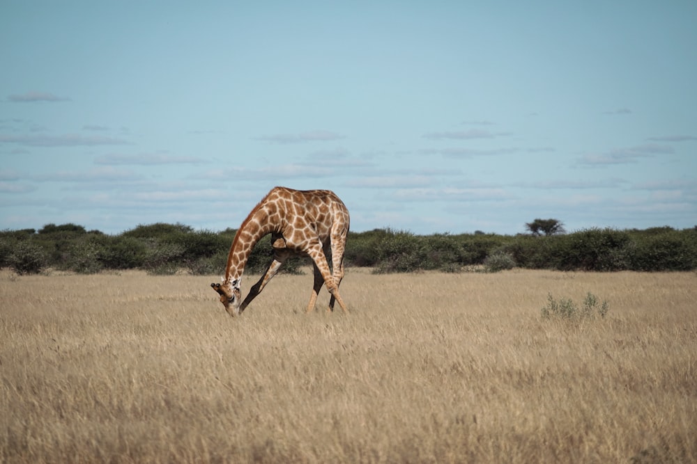 a giraffe walking across a dry grass field