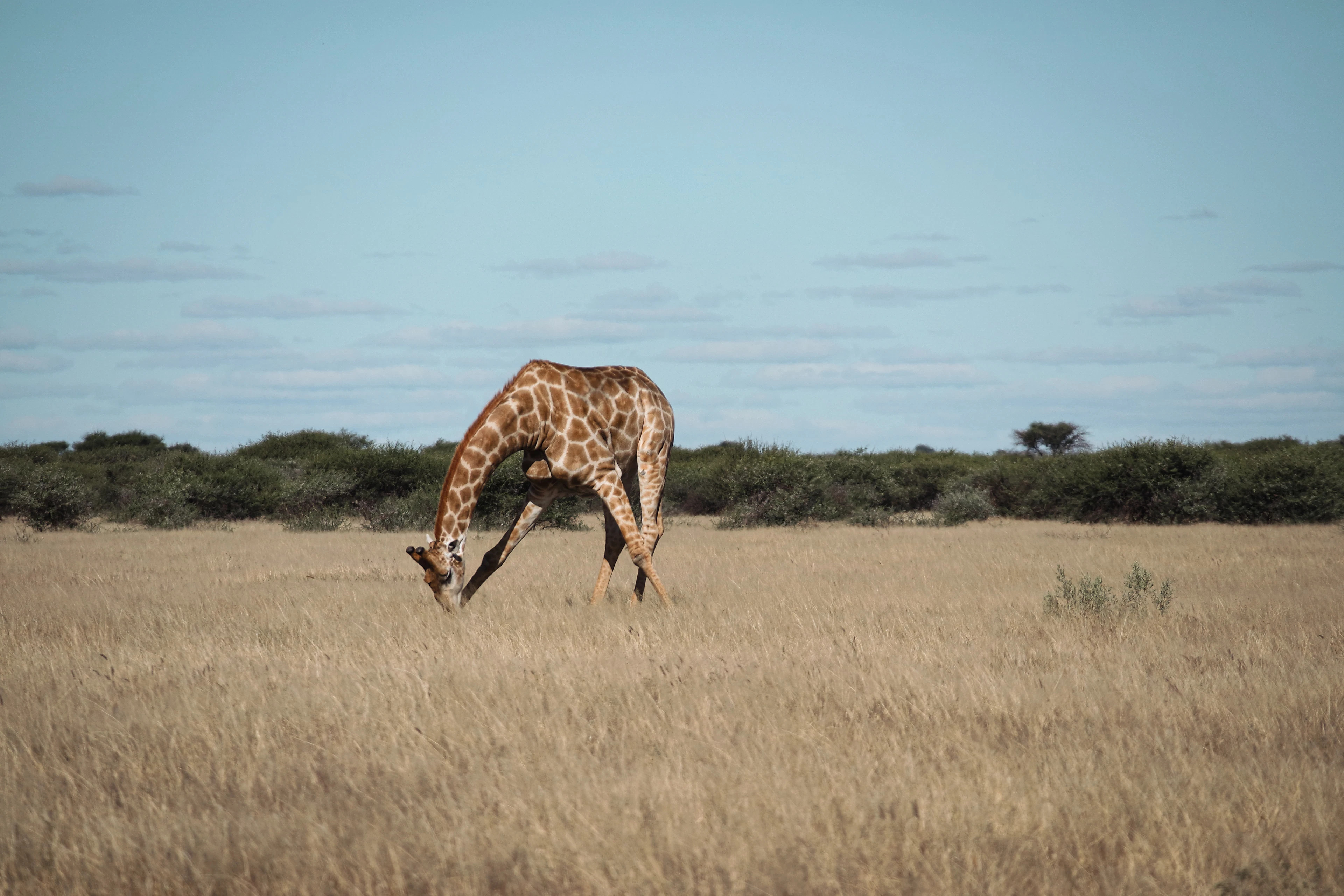 A giraffe bending down in dry grass in the Central Kalahari, Botswana
