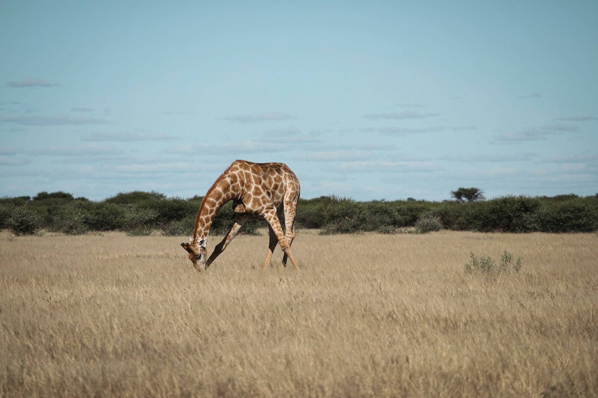 A Giraffe eats from the ground in the Central Kalahari Desert, Botswana
