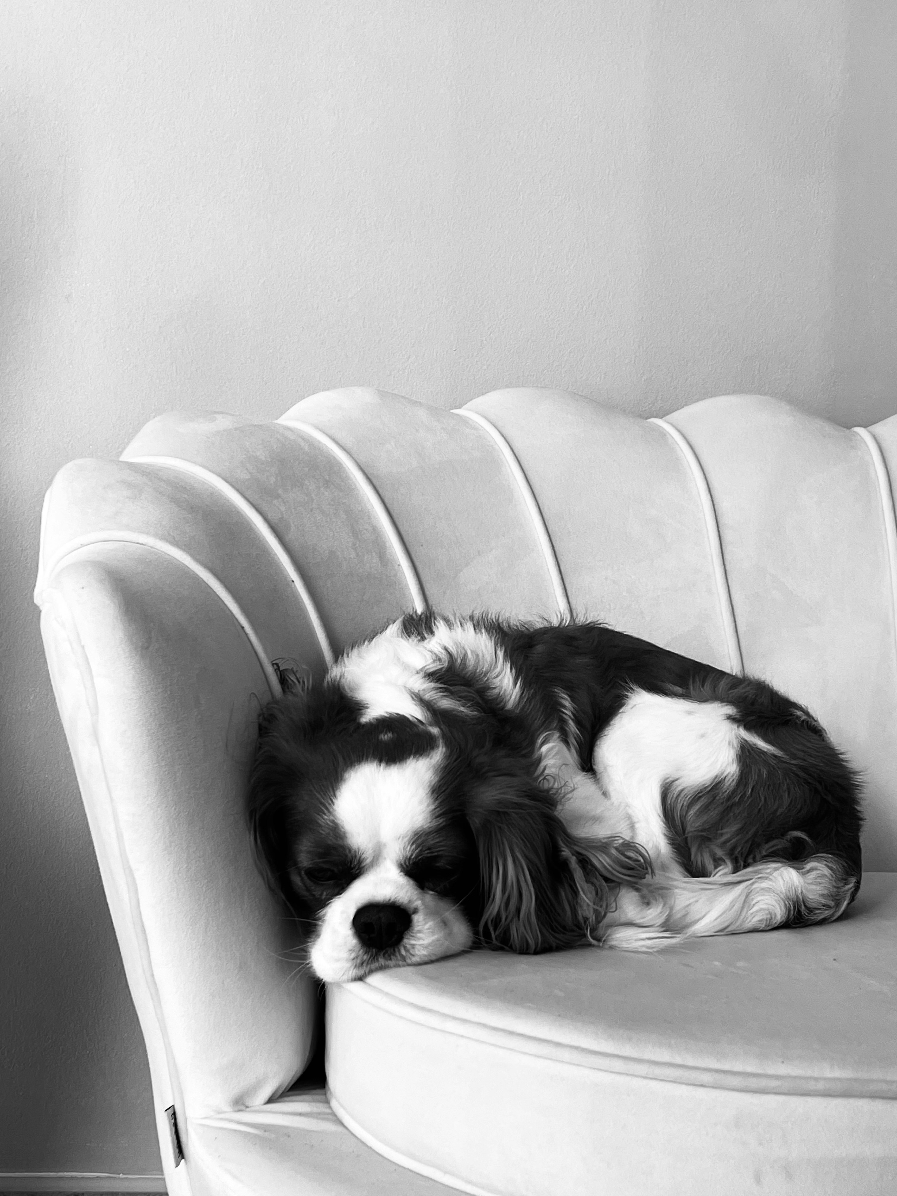 Two Cavalier King Charles Spaniels cuddled together on a sofa, warm cozy interior, soft natural light