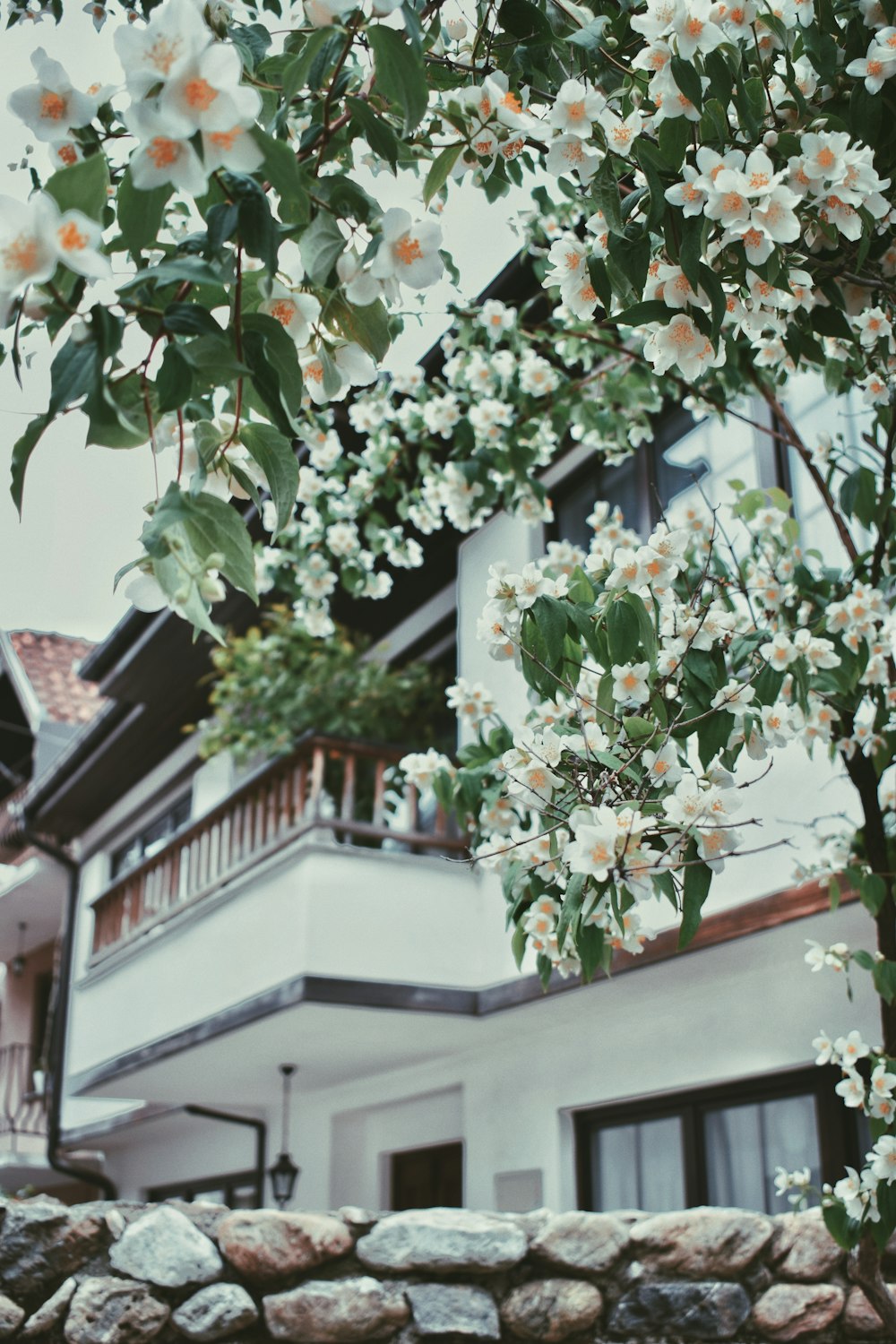 a tree with white flowers in front of a house