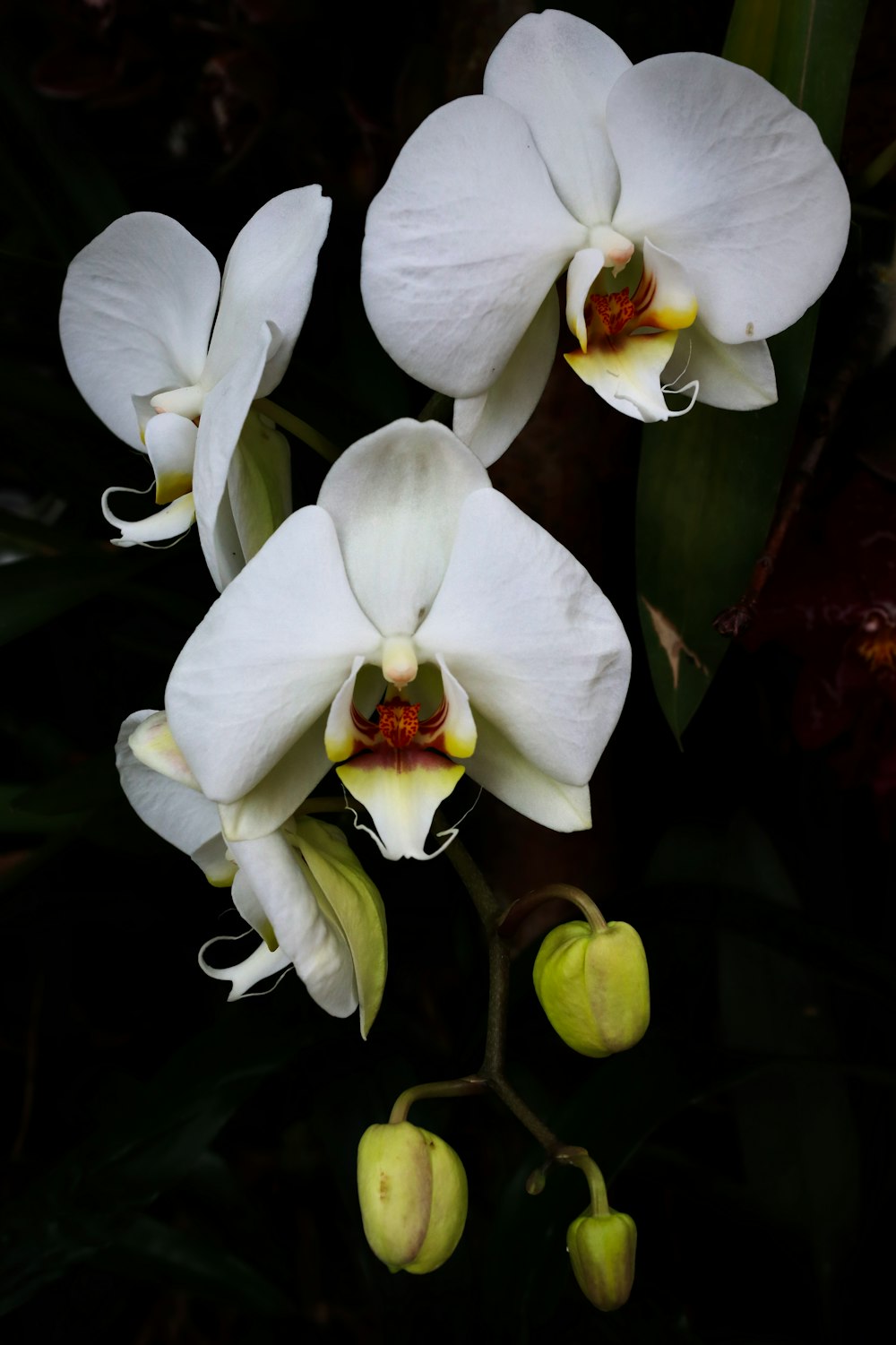 a group of white orchids with yellow tips