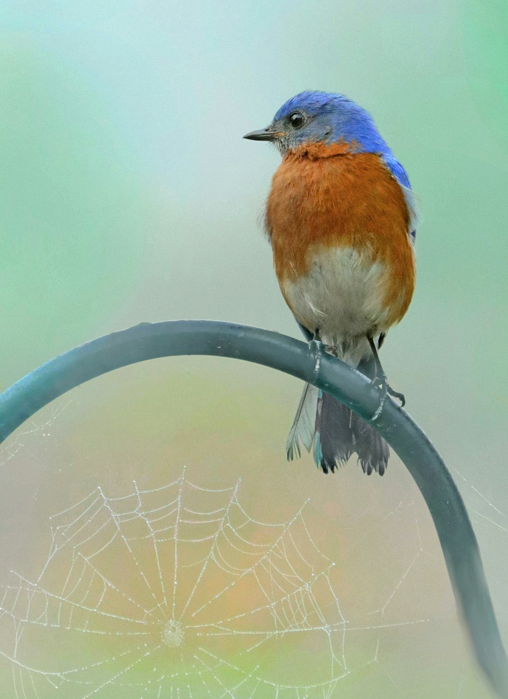 Un uccello blu seduto sulla cima di una ragnatela