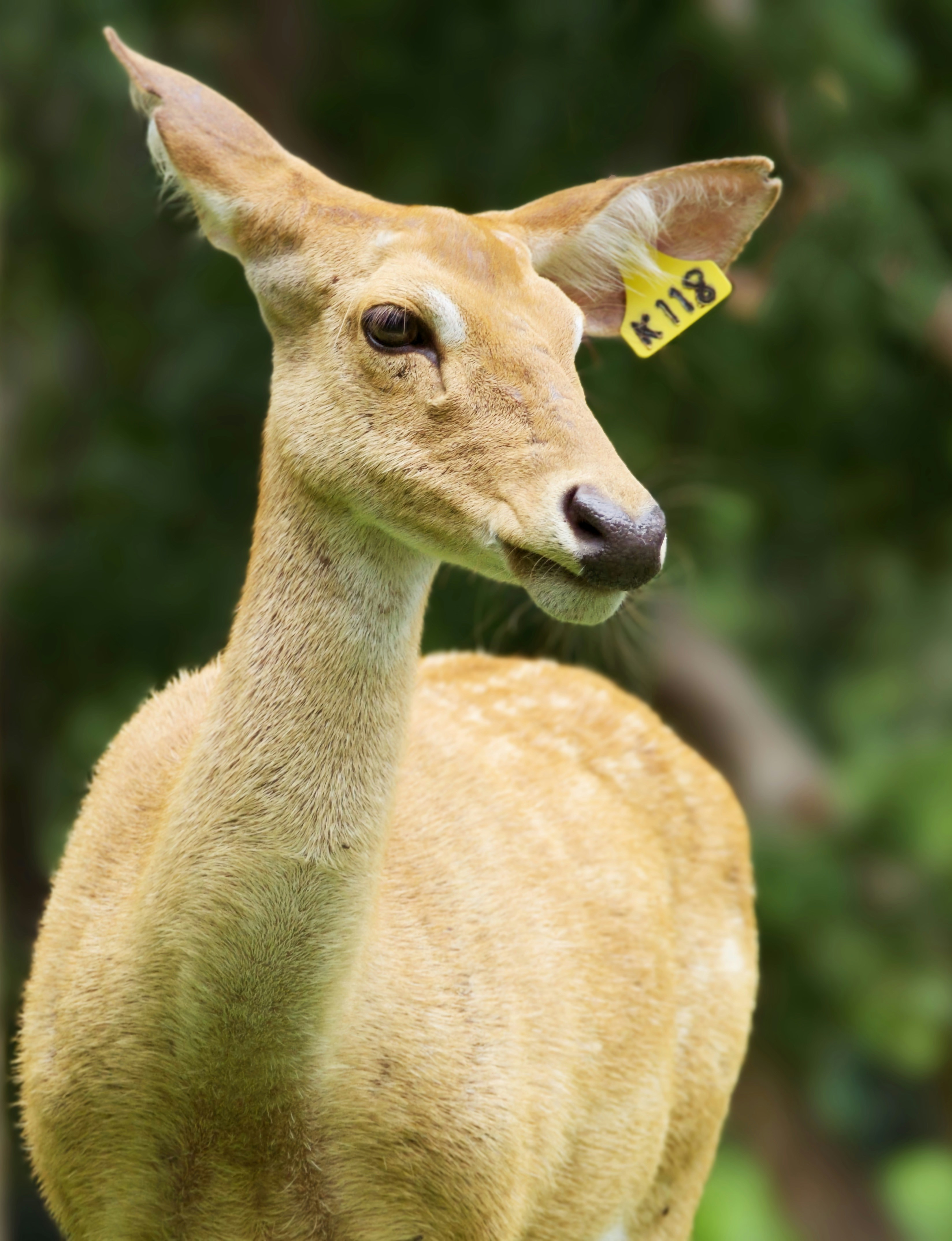 6. Sardinian Red Deer (image credits: unsplash)