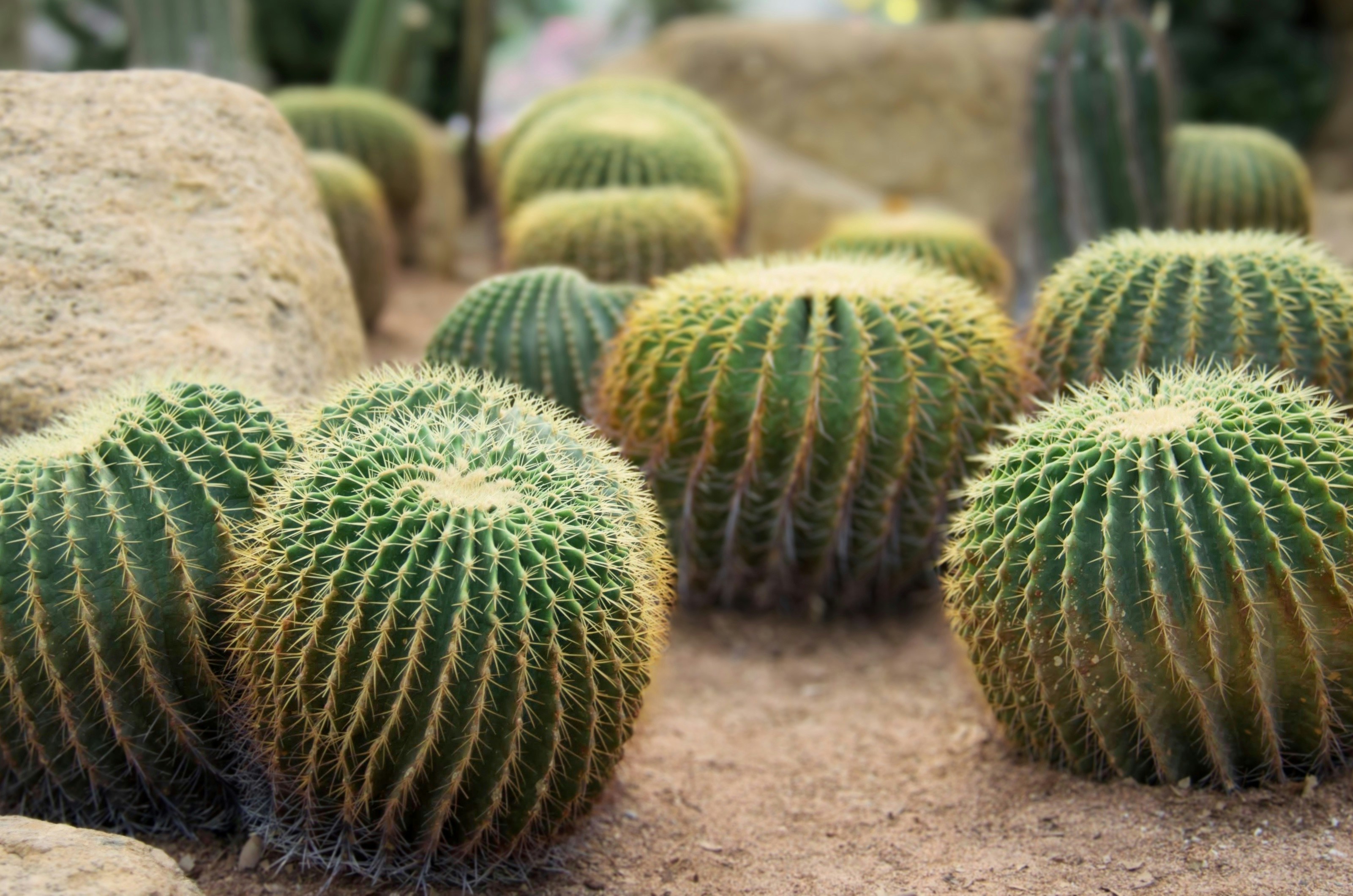 Photo by kengkengkreingkrai